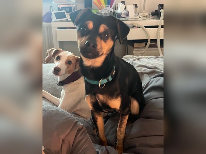 Phil, geb. ca. 12/2024, lebt auf einer Pflegestelle in 53879 Euskirchen, VERMITTLUNGSHILFE