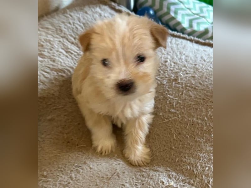 Norberta, geb. ca. 11/2025, lebt in GRIECHENLAND, auf einer privaten Pflegestelle