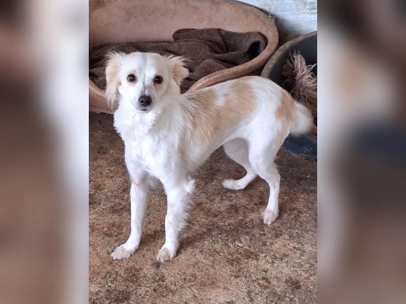 Isara, geb. ca. 07/2024, lebt in GRIECHENLAND, auf einer privaten Pflegestelle