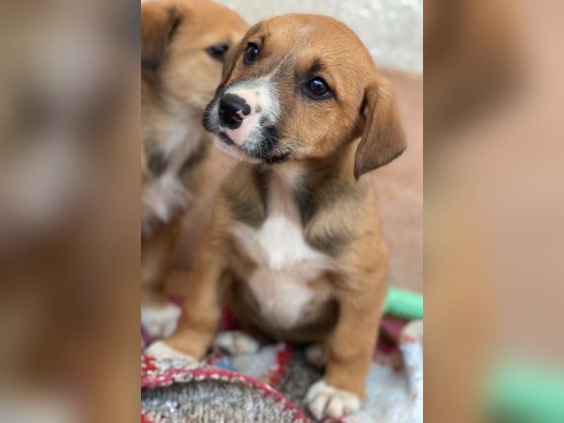 Kelana, geb. ca. 11/2025, lebt in GRIECHENLAND, im städt. Tierheim Serres