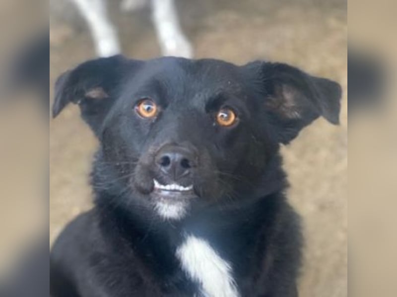 Orrin, geb. ca. 11/2024, lebt in GRIECHENLAND, im städt. Tierheim Serres