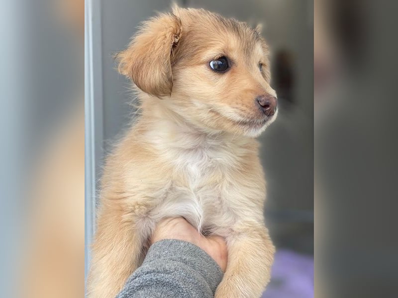 Biscotti, geb. ca. 10/2025, lebt in GRIECHENLAND, im städt. Tierheim Serres