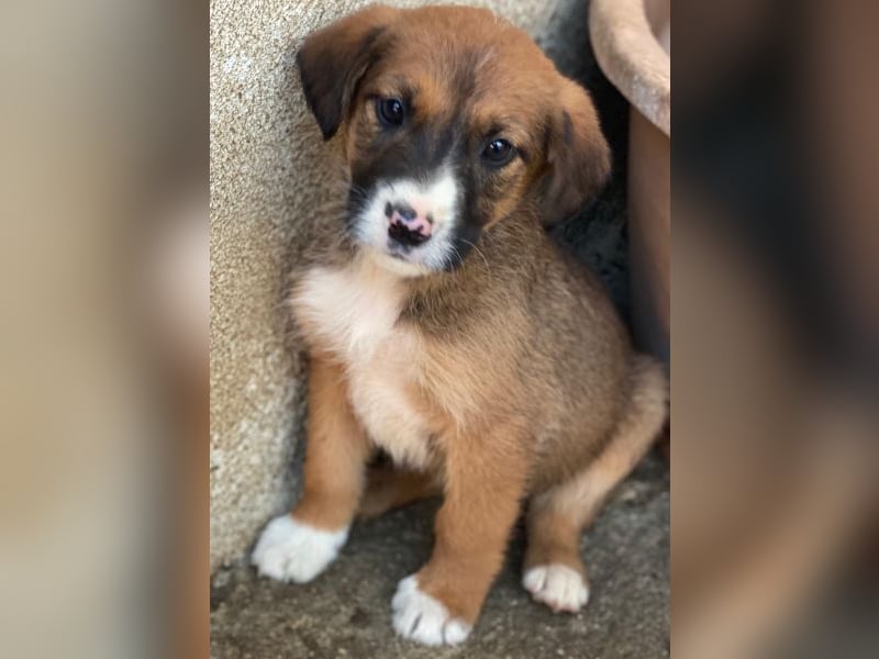 Pinkie, geb. ca. 11/2025, lebt in GRIECHENLAND, im städt. Tierheim Serres