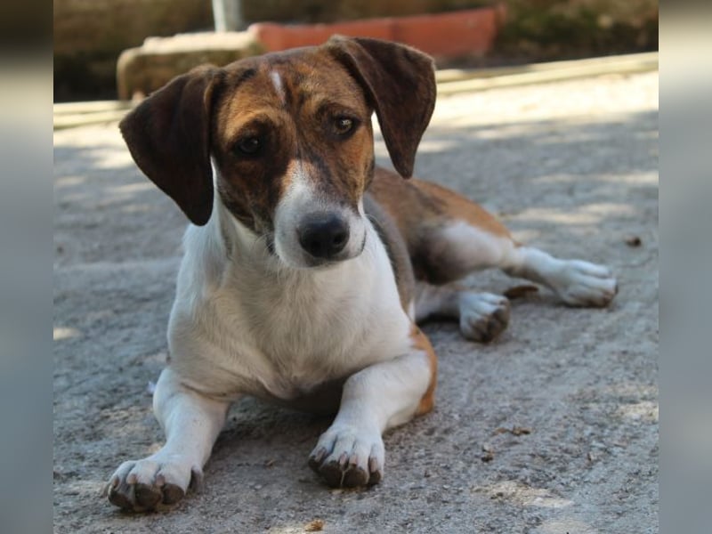 Tanu, geb. ca. 11/2024, lebt in GRIECHENLAND, auf einer privaten Pflegestelle