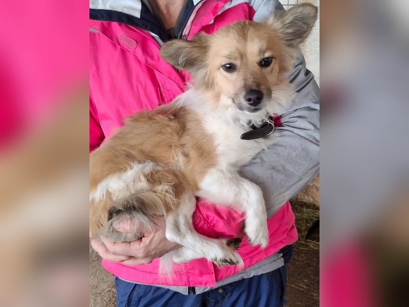 Klara, geb. ca. 04/2024, lebt in GRIECHENLAND, auf einer privaten Pflegestelle