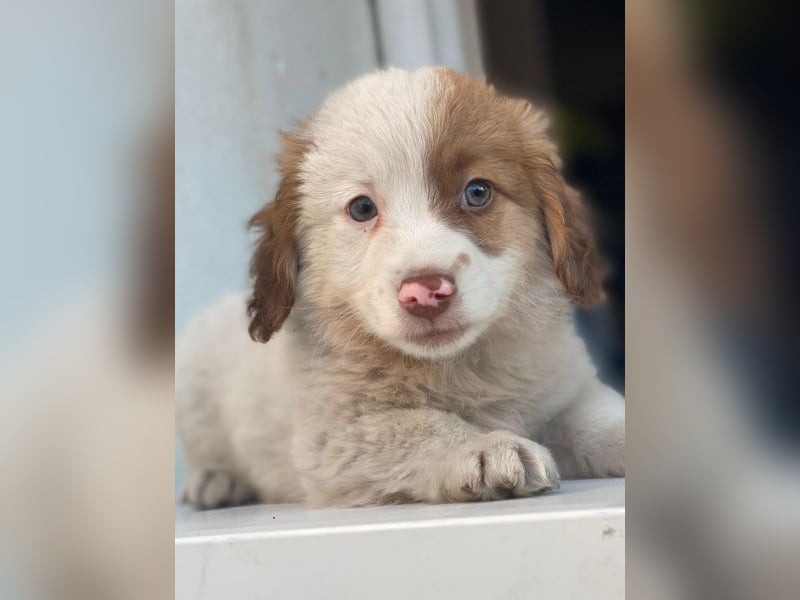 Milos, geb. ca. 10/2025, lebt in GRIECHENLAND, auf einer privaten Pflegestelle