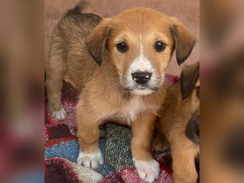 Sanna, geb. ca. 11/2025, lebt in GRIECHENLAND, im städt. Tierheim Serres