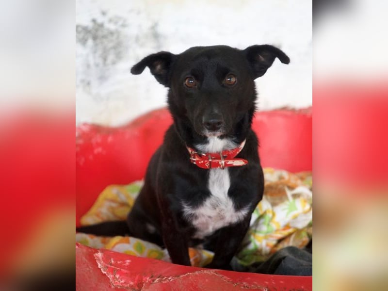  Misty, geb. ca. 11/2023, lebt in GRIECHENLAND, auf einer privaten Pflegestelle