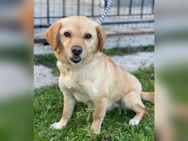 Flora, geb. ca. 03/2024, lebt in GRIECHENLAND, im städt. Tierheim Serres