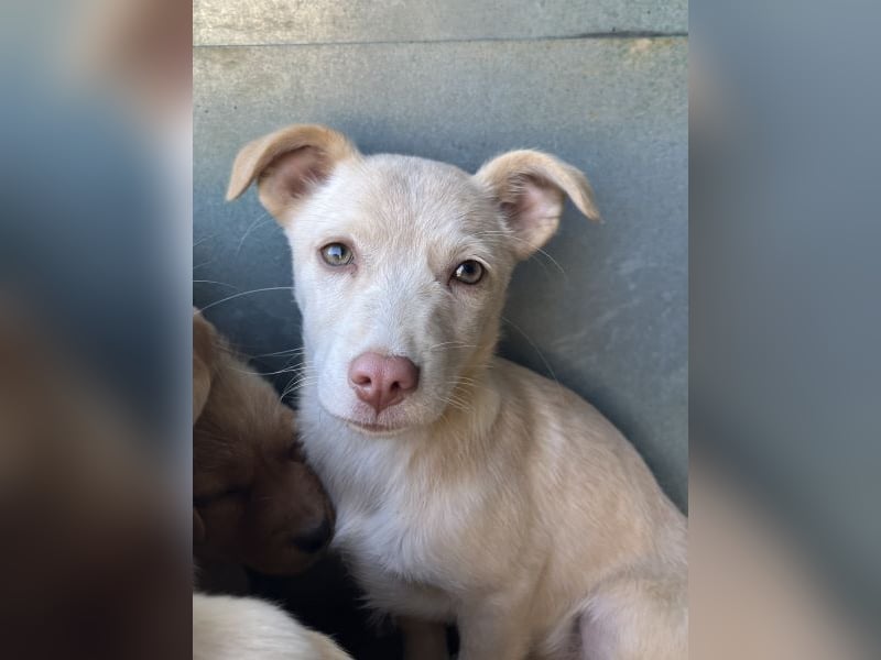 Francky Stanley, geb. ca. 08/2025, lebt in GRIECHENLAND, auf einer privaten Pflegestelle