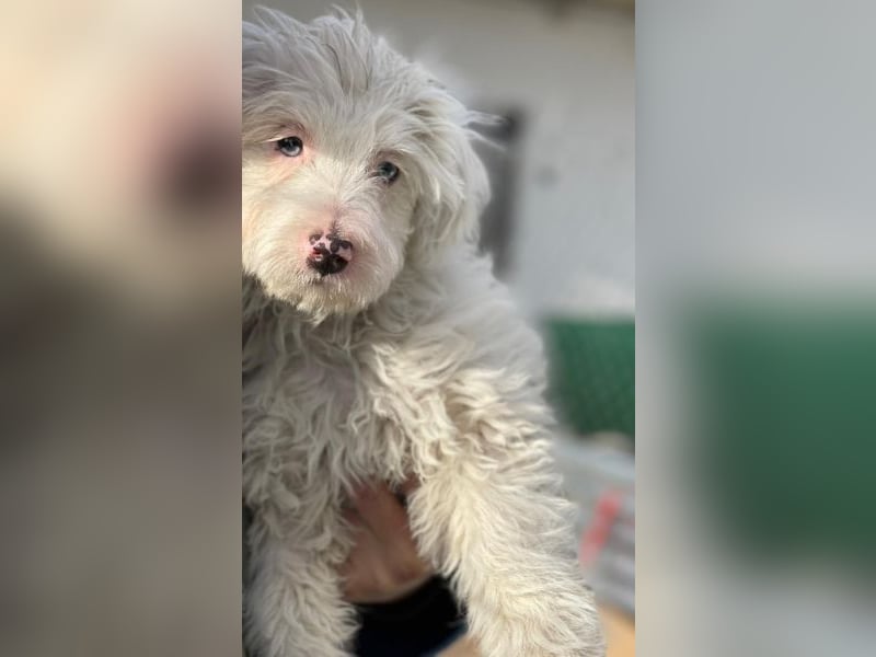 Elli, geb. ca. 08/2025, lebt in GRIECHENLAND, im städt. Tierheim Serres