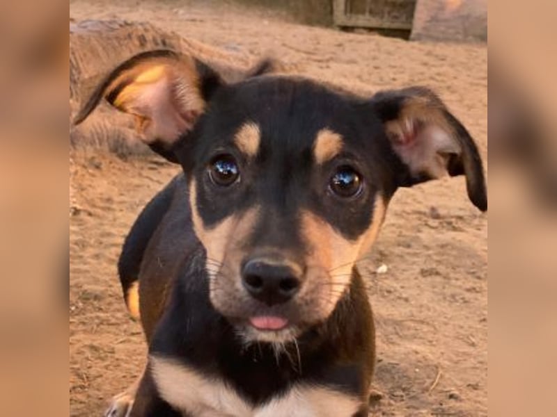 Spirelli, geb. ca. 08/2025, lebt in GRIECHENLAND, auf einer privaten Pflegestelle