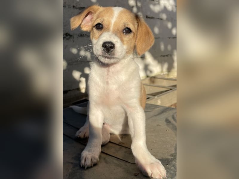 Elfie, geb. ca. 08/2025, lebt in GRIECHENLAND, auf einer privaten Pflegestelle