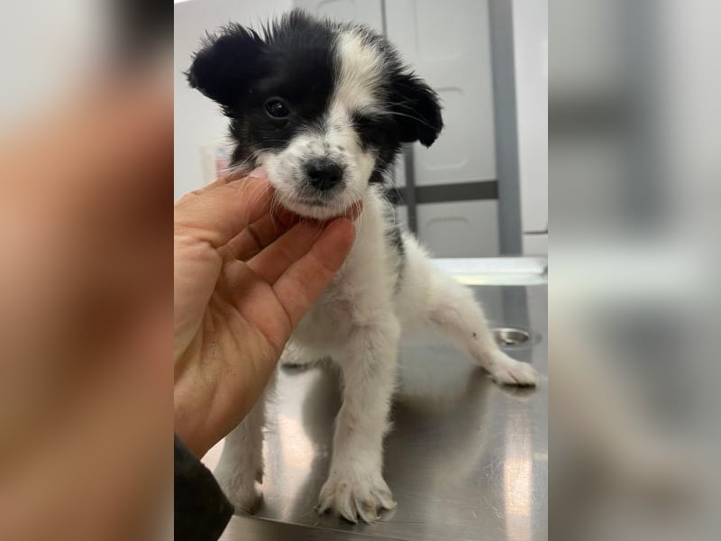 Louise, geb. ca. 08/2025, lebt in GRIECHENLAND, auf einer privaten Pflegestelle