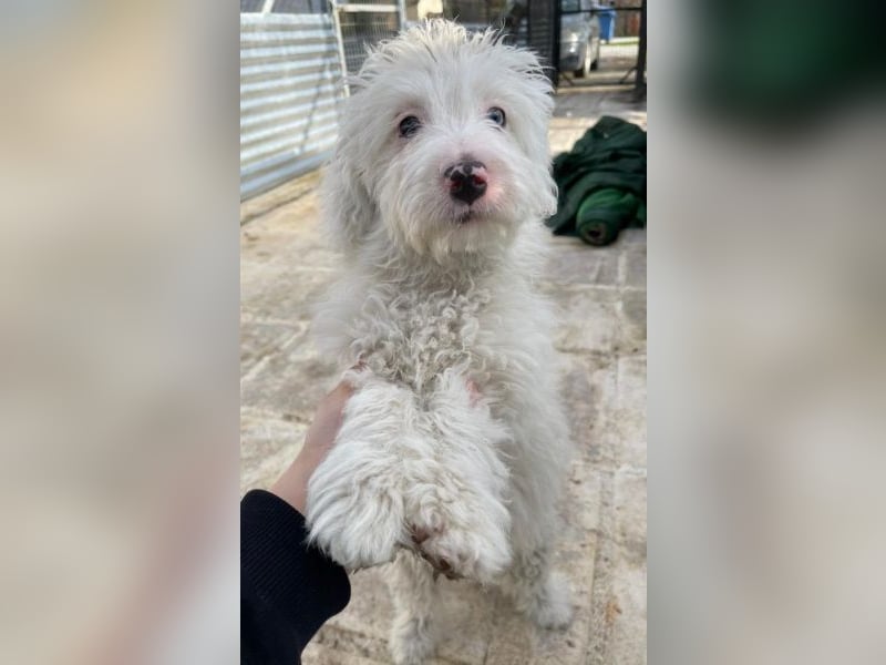 Elli, geb. ca. 08/2025, lebt in GRIECHENLAND, im städt. Tierheim Serres