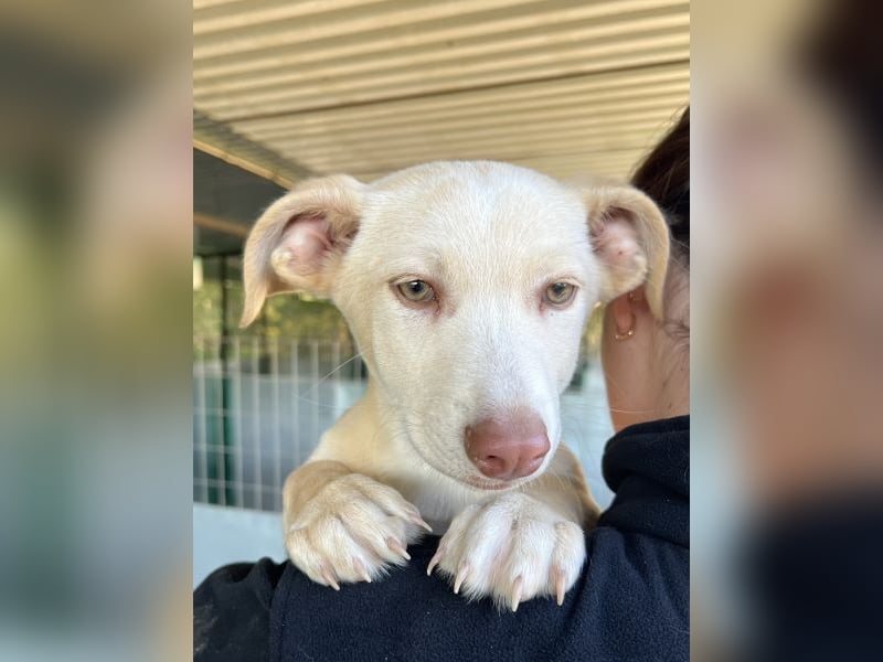 Francky Stanley, geb. ca. 08/2025, lebt in GRIECHENLAND, auf einer privaten Pflegestelle