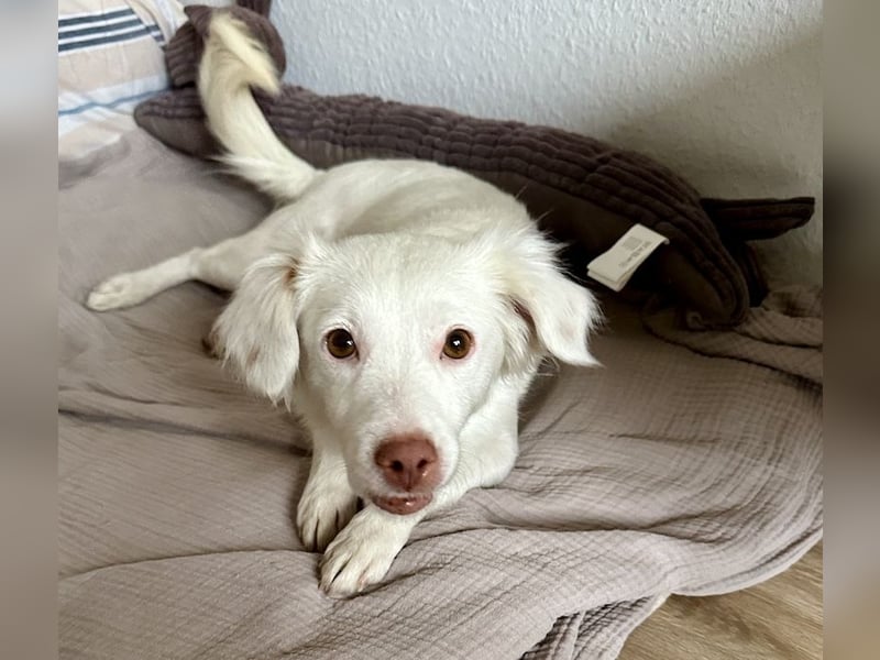 Holiday, geb. ca. 07/2024, lebt auf einer Pflegestelle in 24114 Kiel, Vermittlungshilfe