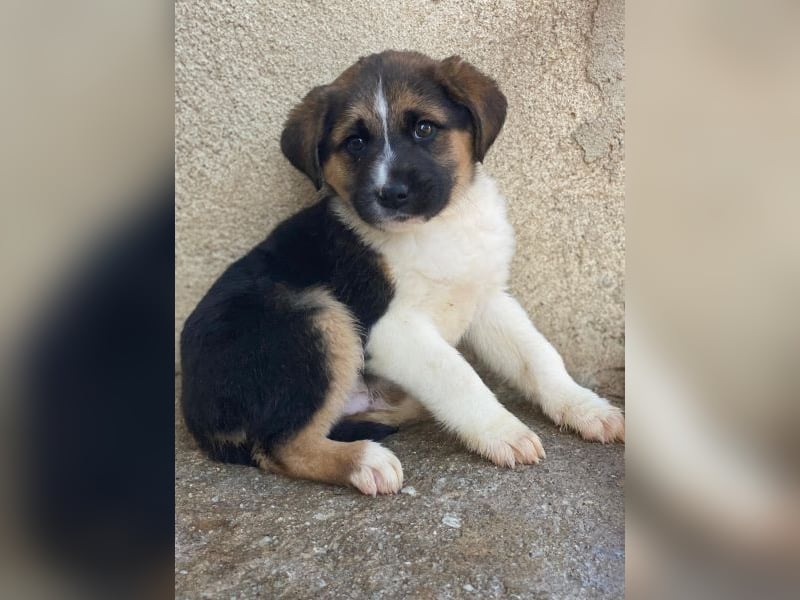 Boreas, geb. ca. 10/2025, lebt auf einer Pflegestelle in 69151 Neckargemünd