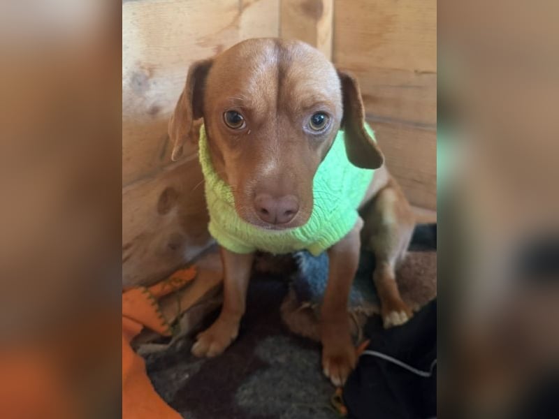 Ed, geb. 03.09.2022, lebt in GRIECHENLAND, auf einer privaten Pflegestelle