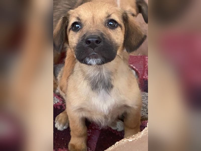 Monica, geb. ca. 11/2025, lebt in GRIECHENLAND, im städt. Tierheim Serres