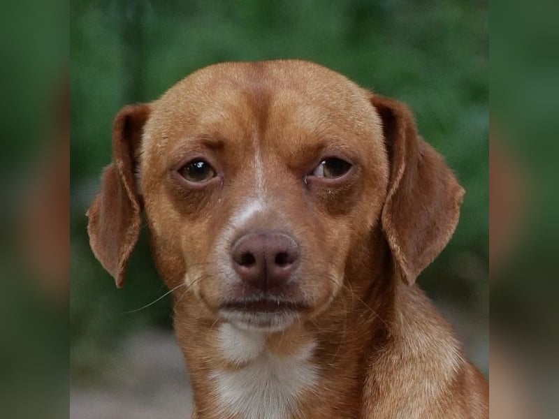 Ed, geb. 03.09.2022, lebt in GRIECHENLAND, auf einer privaten Pflegestelle