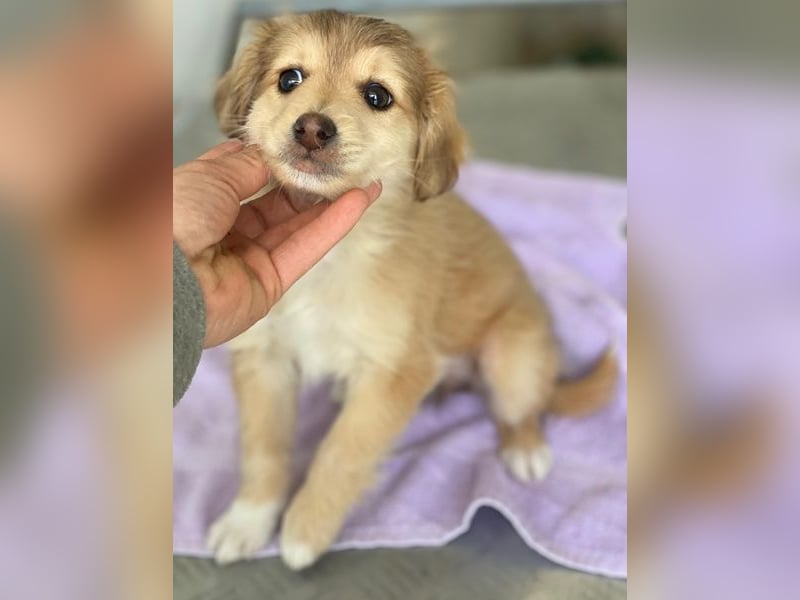 Biscotti, geb. ca. 10/2025, lebt in GRIECHENLAND, im städt. Tierheim Serres