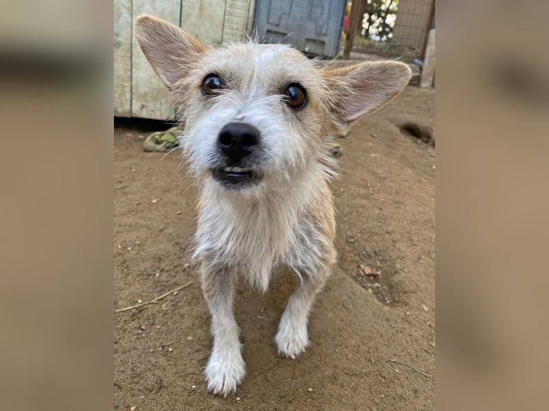 Trulla, geb. ca. 05/2024, lebt in GRIECHENLAND, auf einer privaten Pflegestelle