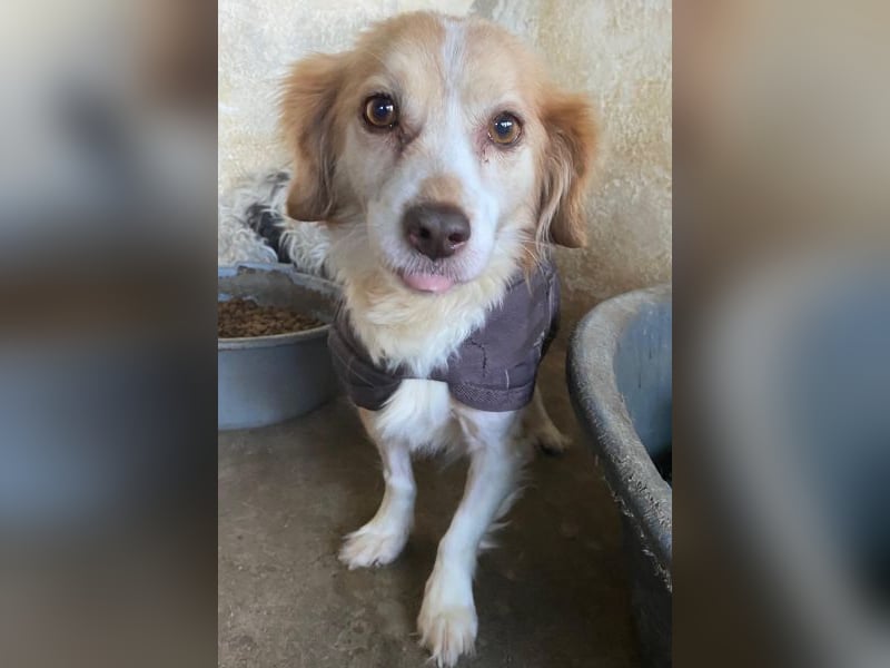 Milona, geb. ca. 10/2020, lebt in GRIECHENLAND, auf einer privaten Pflegestelle