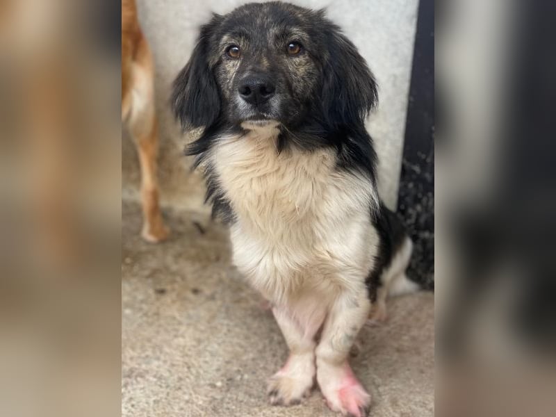 Achilles, geb. ca. 04/2025, lebt in GRIECHENLAND, im städt. Tierheim Serres