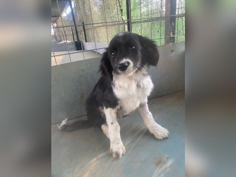 Ada, 09/2025, lebt in GRIECHENLAND, auf einer privaten Pflegestelle