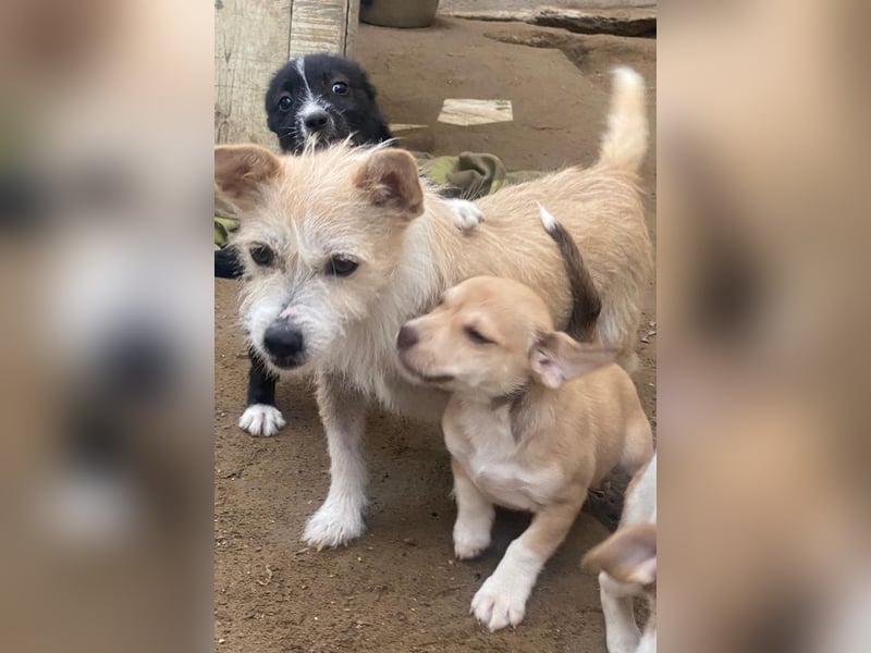 Trulla, geb. ca. 05/2024, lebt in GRIECHENLAND, auf einer privaten Pflegestelle