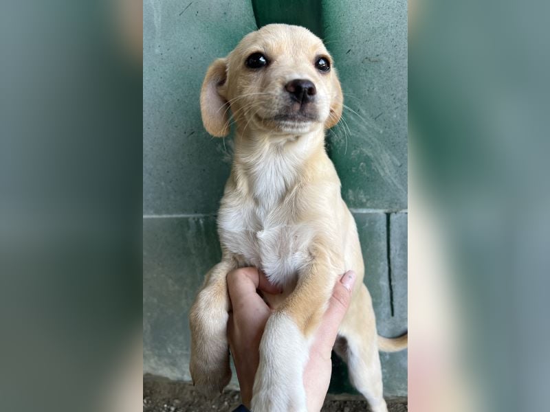 Elysia, geb. ca. 08/2025, lebt in GRIECHENLAND, auf einer privaten Pflegestelle