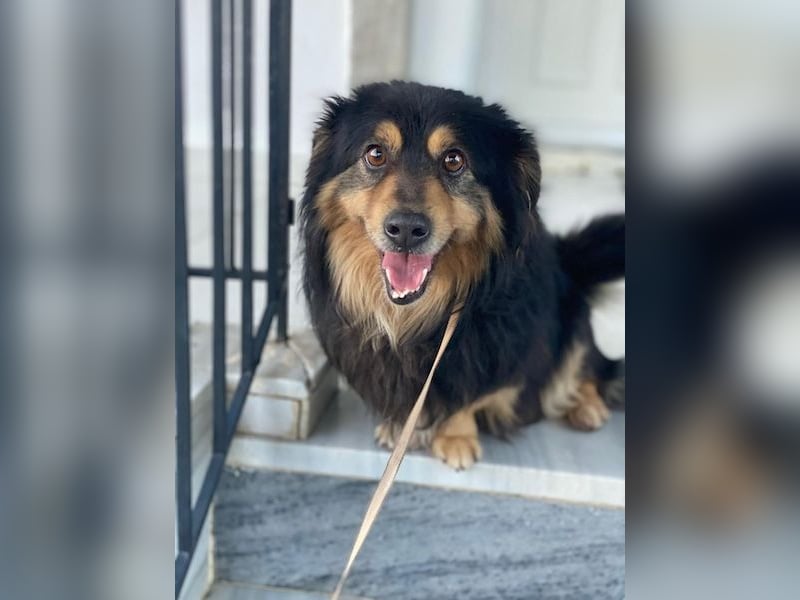 Jacub, geb. ca. 08/2023, lebt in GRIECHENLAND, im städt. Tierheim Serres