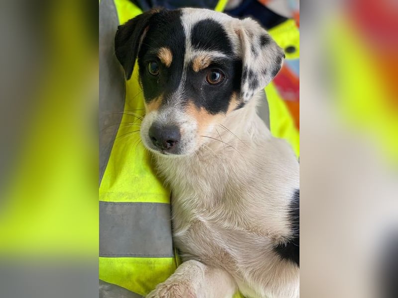 Julia, geb. ca. 08/2025, lebt auf einer Pflegestelle in 79576 Weil am Rhein