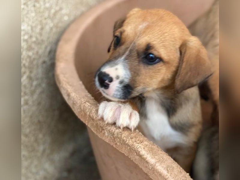 Kelana, geb. ca. 11/2025, lebt in GRIECHENLAND, im städt. Tierheim Serres