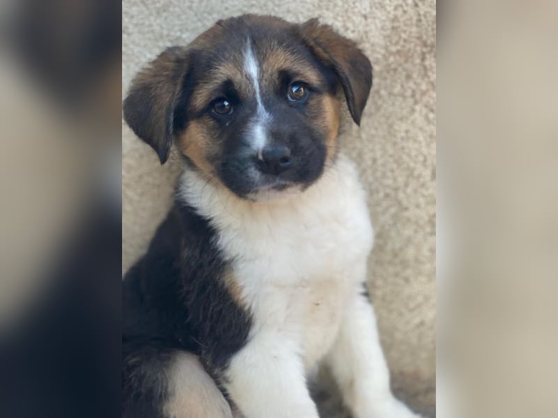 Boreas, geb. ca. 10/2025, lebt auf einer Pflegestelle in 69151 Neckargemünd