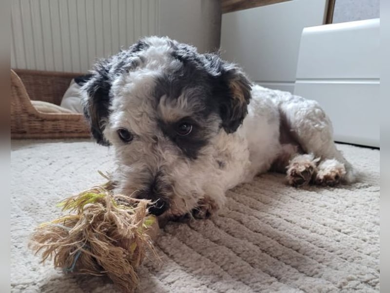 Günni, geb. ca. 12/2023, lebt auf einer Pflegestelle in 45896 Gelsenkirchen