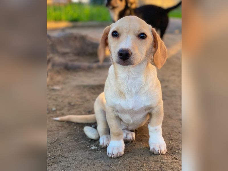 Rigatoni, geb. ca. 08/2025, lebt in GRIECHENLAND, auf einer privaten Pflegestelle