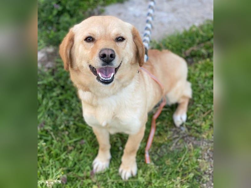 Flora, geb. ca. 03/2024, lebt in GRIECHENLAND, im städt. Tierheim Serres