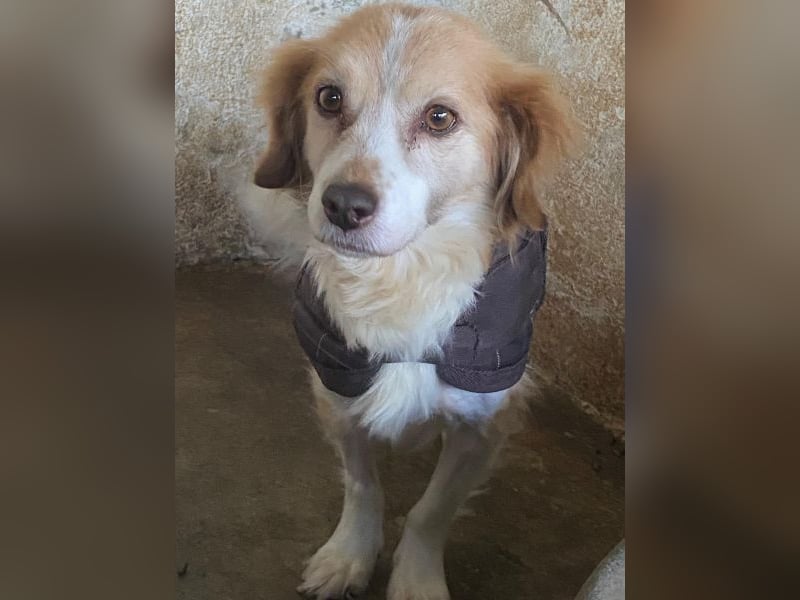 Milona, geb. ca. 10/2020, lebt in GRIECHENLAND, auf einer privaten Pflegestelle