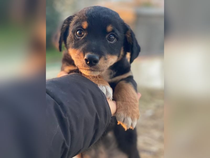 Tinos, geb. ca. 10/2025, lebt bei einer Familie in 12355 Berlin, Vermittlungshilfe