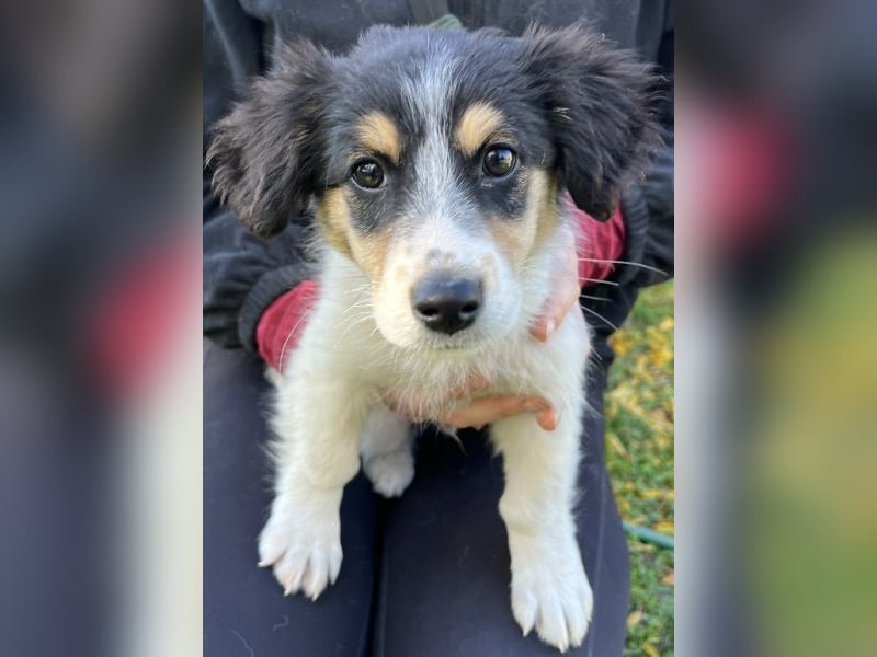 Fridolin, geb. ca. 07/2025, lebt in GRIECHENLAND, auf einer privaten Pflegestelle