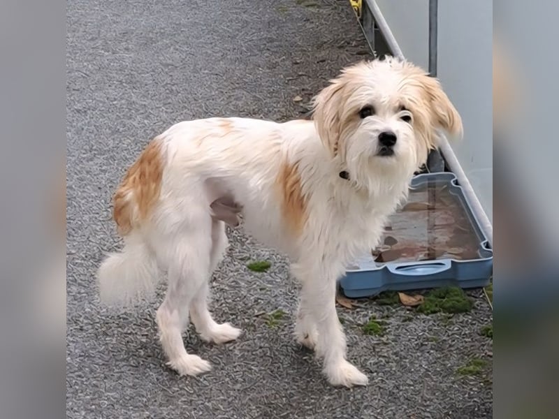 Eko, geb. ca. 11/2021, lebt auf einer Pflegestelle in 54647 Dudeldorf