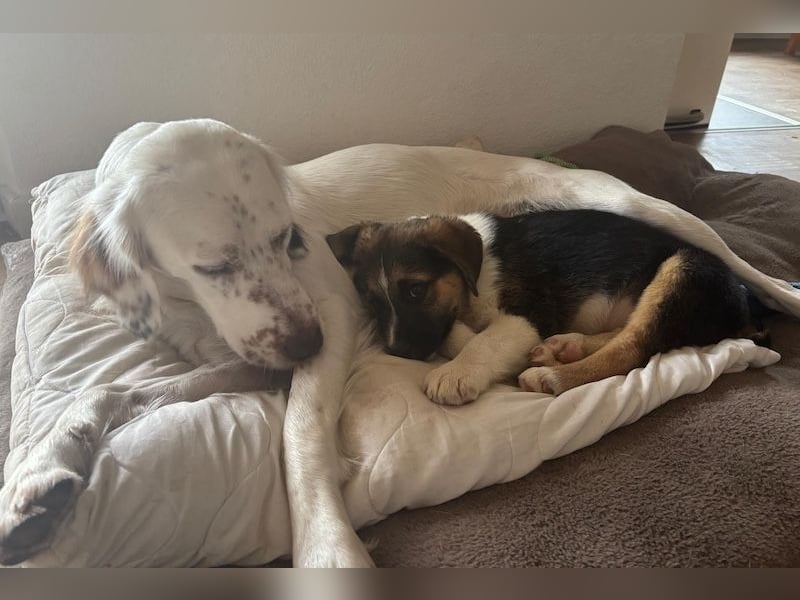 Boreas, geb. ca. 10/2025, lebt auf einer Pflegestelle in 69151 Neckargemünd