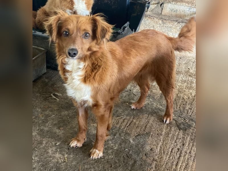 Konrada, geb. ca. 04/2025, lebt in GRIECHENLAND, auf einer privaten Pflegestelle