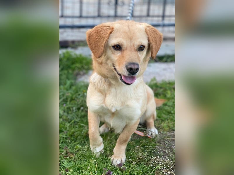 Flora, geb. ca. 03/2024, lebt in GRIECHENLAND, im städt. Tierheim Serres