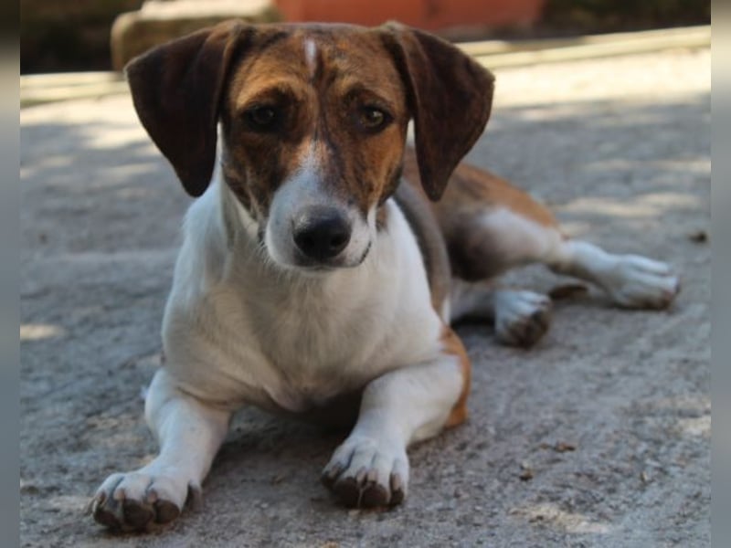 Tanu, geb. ca. 11/2024, lebt in GRIECHENLAND, auf einer privaten Pflegestelle