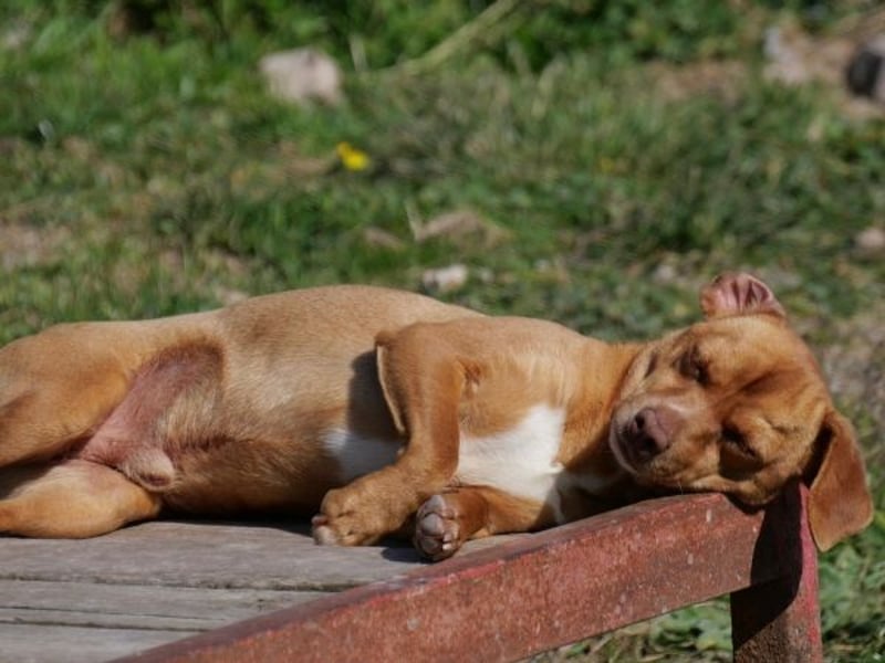 Ed, geb. 03.09.2022, lebt in GRIECHENLAND, auf einer privaten Pflegestelle