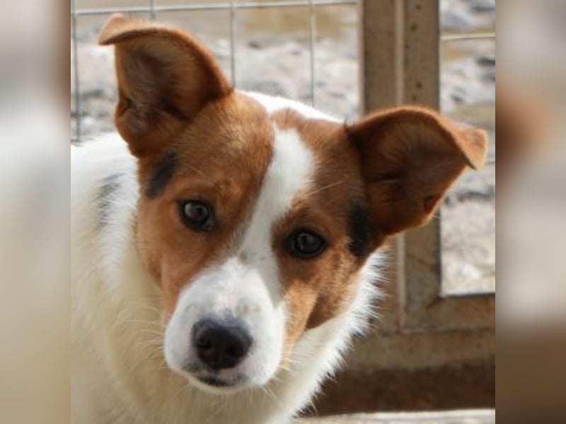 Freydis, geb. ca. 07/2025, lebt in GRIECHENLAND, im städt. Tierheim Serres