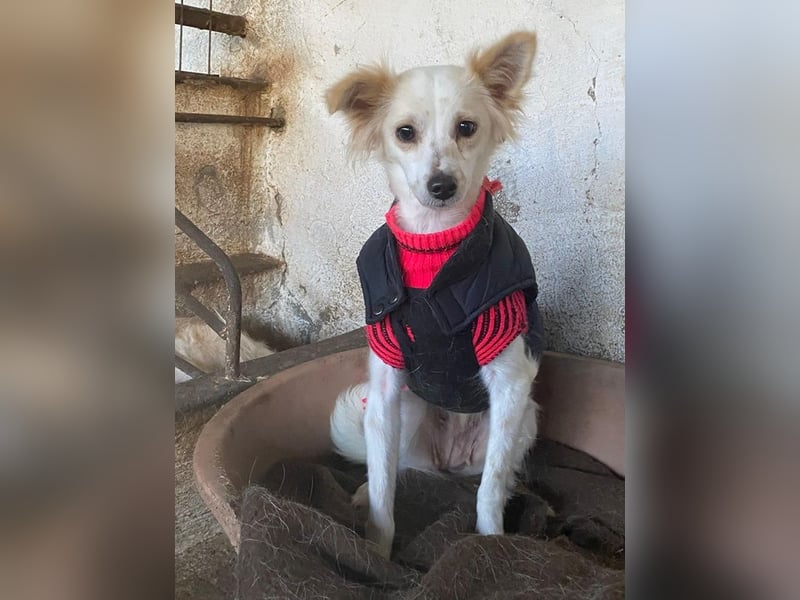 Isara, geb. ca. 07/2024, lebt in GRIECHENLAND, auf einer privaten Pflegestelle